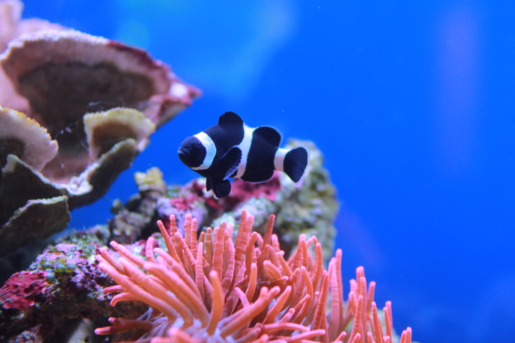 ワイキキ水族館で見れる魚