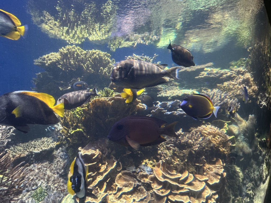 ワイキキ水族館