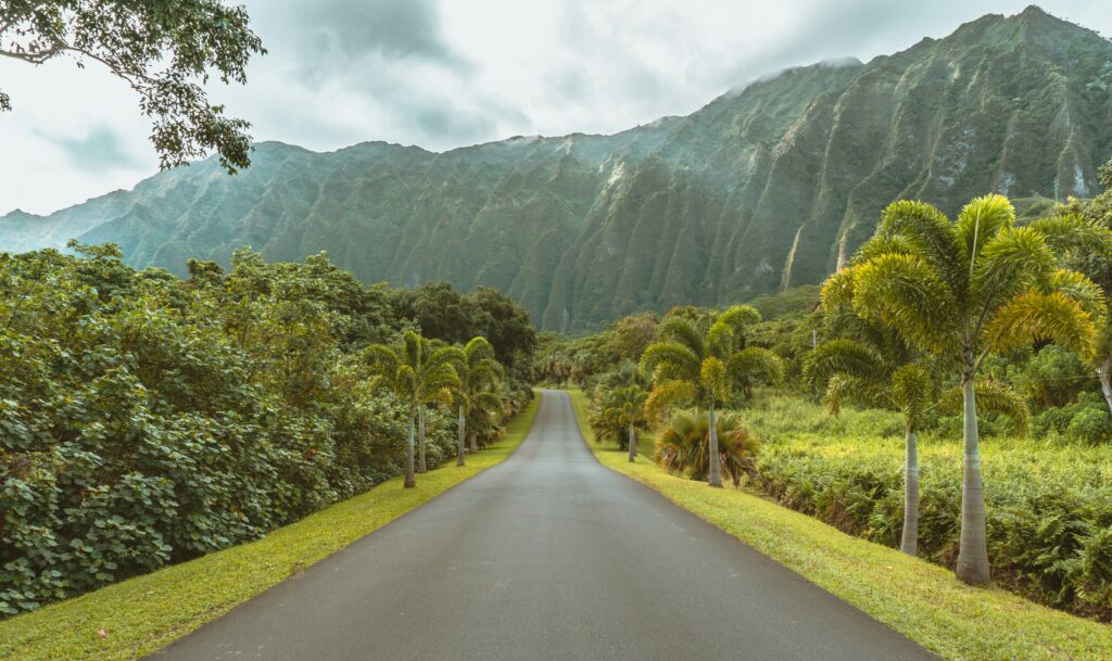 山とヤシの木の囲まれた直線道路の風景