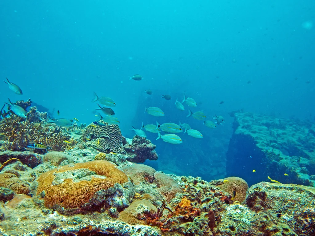 海中に広がるカラフルな珊瑚と泳ぐ魚の姿