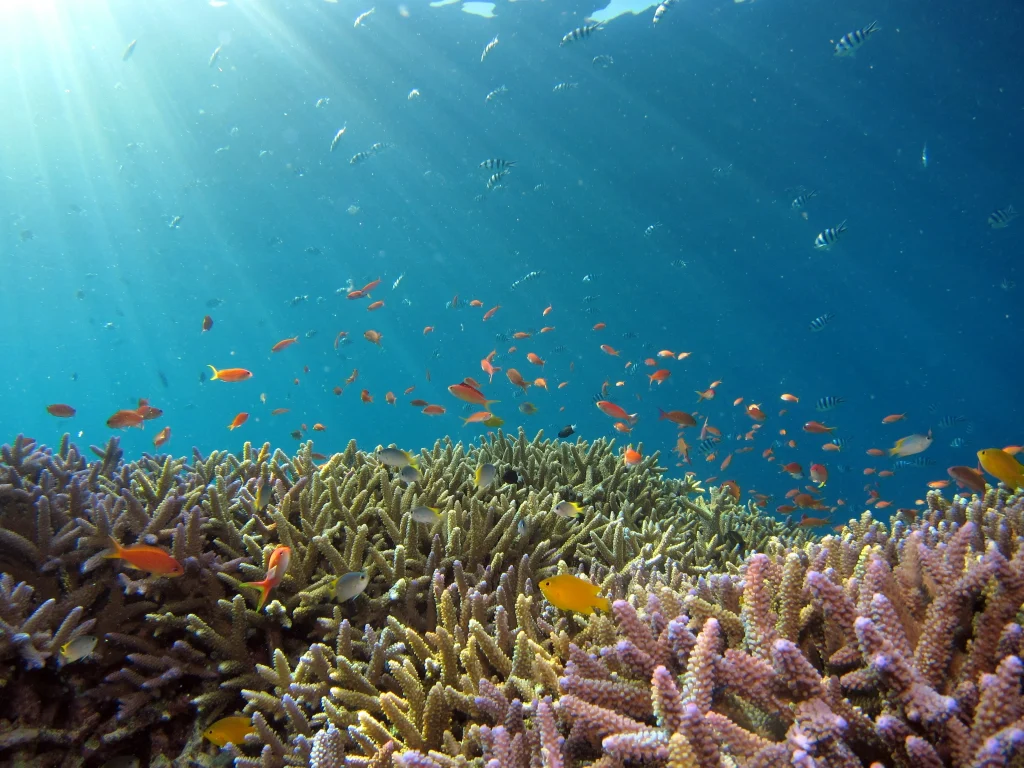 光の差し込む海中とカラフルな珊瑚に群がる熱帯魚たち