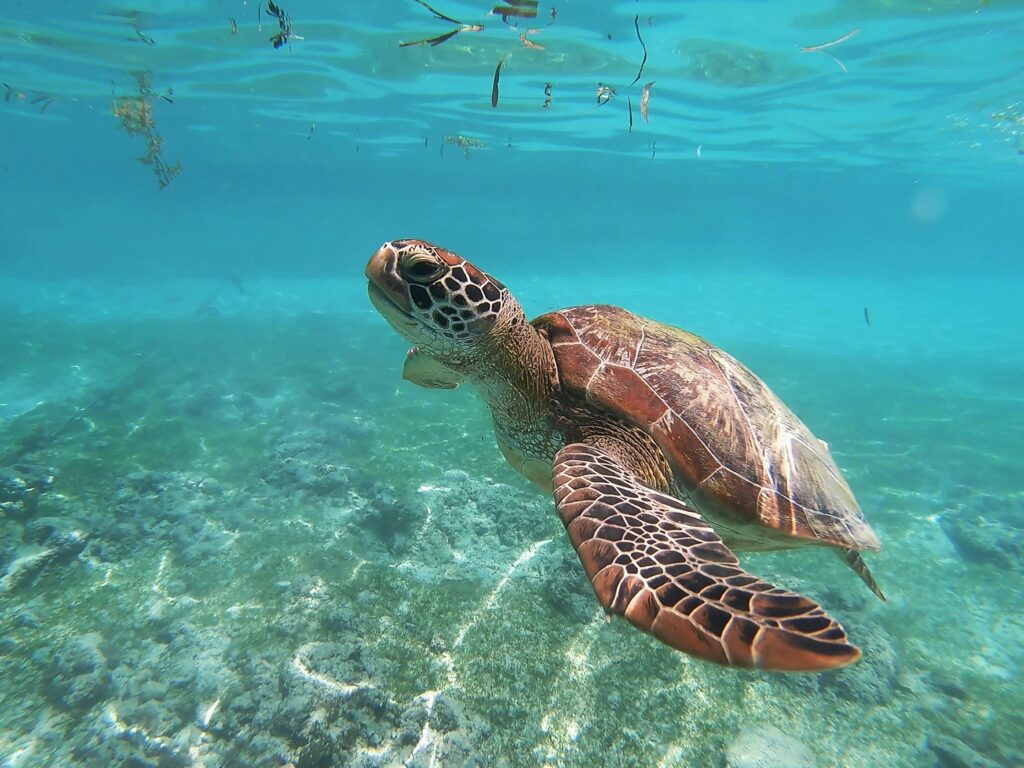 海を泳ぐウミガメ