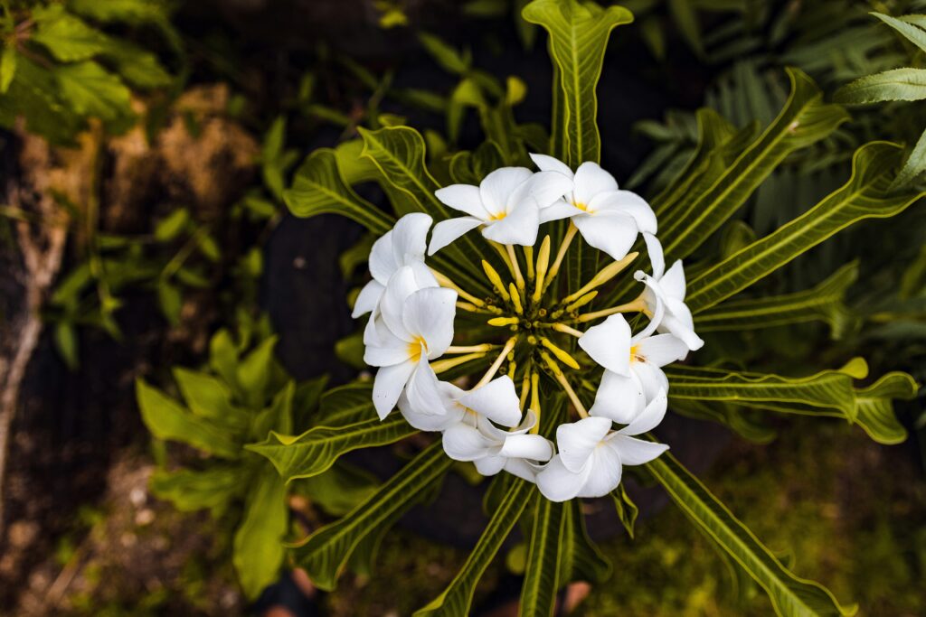 白いプルメリアの花