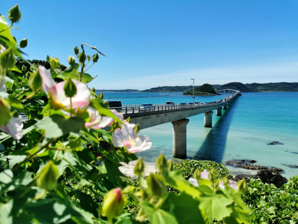 美しいエメラルドグリーンの海に架かる古宇利大橋と手前に咲くハイビスカス