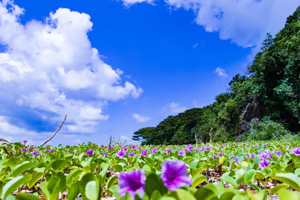 青空と鮮やかな紫色のグンバイヒルガオの花